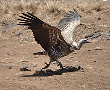 Rüppell's vulture