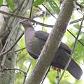 Short-billed pigeon