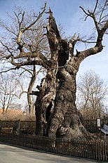 1000 yo oak in Nöbdenitz, Germany