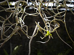 Spansk mossa (Tillandsia usneoides)