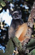 Diadeemsifaka (Propithecus diadema)