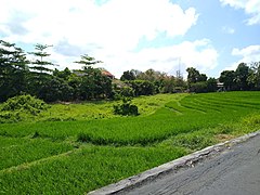 A terraced field (2019)