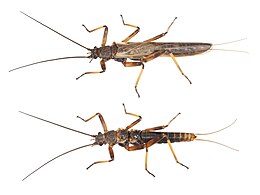 Mannetjes van de soort Zelandoperla fenestrata hebben normale vleugels in laaggelegen streken met bossen maar ontwikkelen korte vleugels boven de alpiene zone.