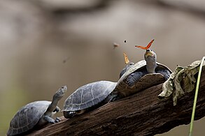 Beeld van die jaar 2014: Twee Julia-skoenlappers (Dryas Iulia) drink die trane van skilpaaie (Podocnemis expansa?) in Ecuador.