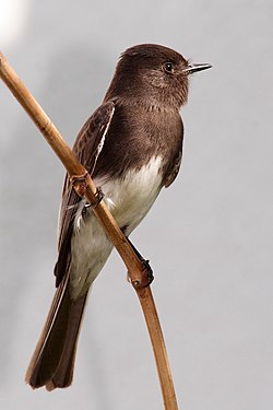 Black Phoebe