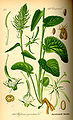 Phyteuma spicatum plate 545 in: Otto Wilhelm Thomé: Flora von Deutschland, Österreich u.d. Schweiz, Gera (1885)