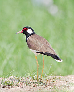 Red-wattled lapwing, by JJ Harrison