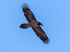 Vultur bărbos (Gypaetus barbatus)