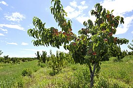 Piersic sălbatic (Prunus persica)