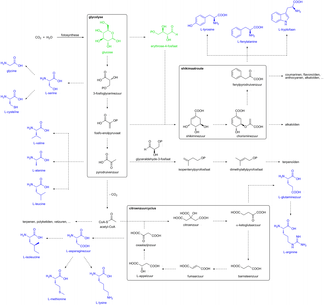 Schematisch overzicht van de voornaamste biosyntheseroutes met de belangrijkste intermediairen en de verwantschappen ertussen. Koolhydraten zijn aangeduid in het groen, aminozuren in het blauw. In de structuren staat —OP voor een alcoholfunctie die als pyrofosfaatgroep is gederivatiseerd.