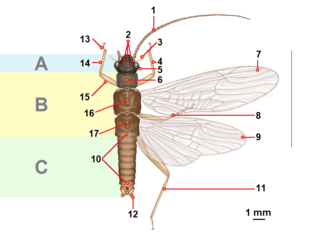 Lichaamsdelen van de soort Amphinemura albicauda.