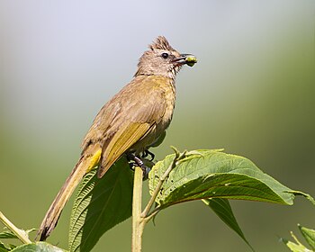 Mountain Bulbul