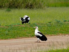 Parc national Murchison Falls, Ouganda