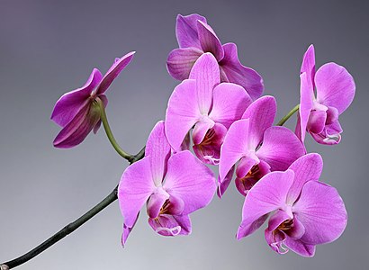 Orhidee Phalaenopsis