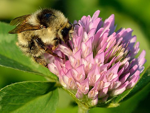 Hallkimalane (Bombus veteranus) aasristiku (Trifolium pratense) õisikul