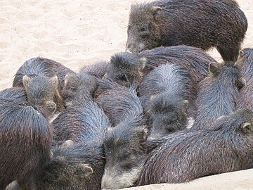 Witlippekari's in de dierentuin van Berlijn