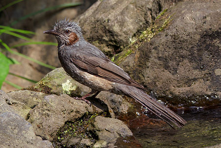 Brown-eared bulbul, by Laitche