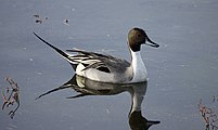 Northern Pintail