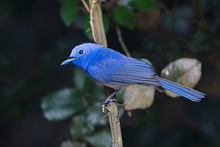 Black-naped monarch, by JJ Harrison