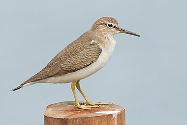 Common sandpiper