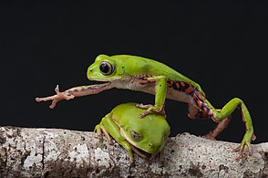 Beeld van die jaar 2017: Phyllomedusa rohdei is 'n spesie in die familie van boompaddas en is deur 'n oranje-pers-kleuring in die lies gekenmerk. In die prentjie wedywer twee mannetjies vir 'n tak en een klim oor die ander.