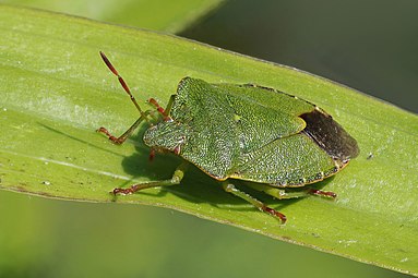 Palomena prasina