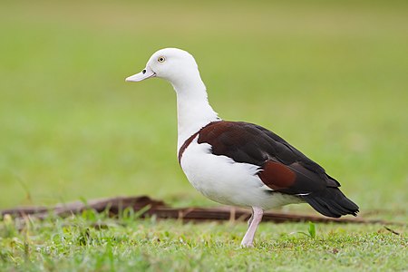 Radjah shelduck, by JJ Harrison