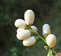 Cestrum nocturnum fruit