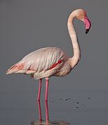 Phoenicopterus roseus (Phoenicopteriformes).