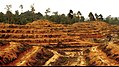 Budování nelegální plantáže palmy olejné na místě původního deštného pralesa