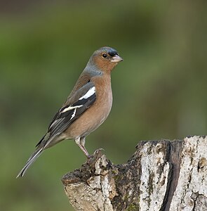 Eurasian chaffinch, by Caroline Legg