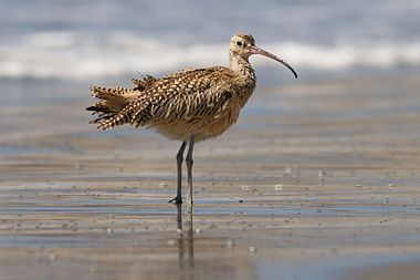 Long-billed curlew