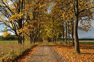 Neeruti mõisa allee