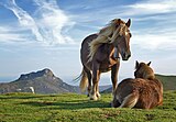 Horses on Bianditz mountain. Behind them Aiako Harria mountain can be seen.