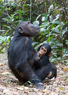 Chimpansee