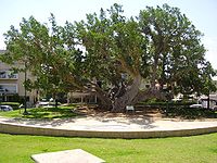 Ancient sycamore tree, Umm Khalid