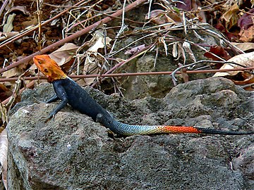 Agama (agama) lionotus mâle, Limbe (Cameroun, 2005).