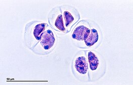 Stuifmeelcellen in meiose