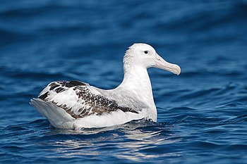 Wandering albatross