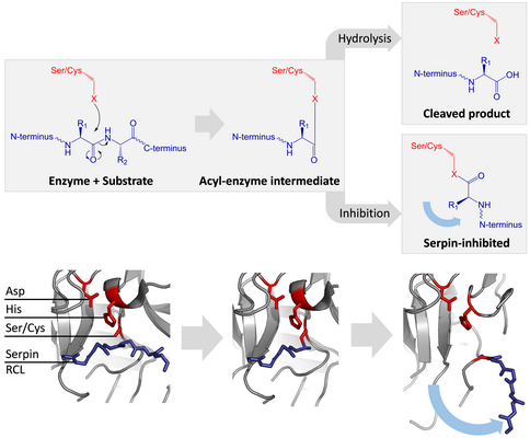 Serpin mechanism diagram