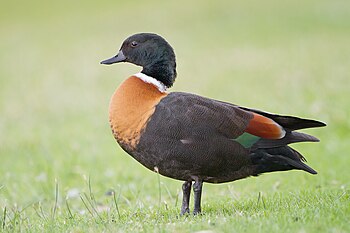 Australian shelduck