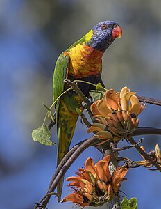 Rainbow lorikeet, by Charlesjsharp