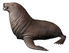 Gomphotaria pugnax