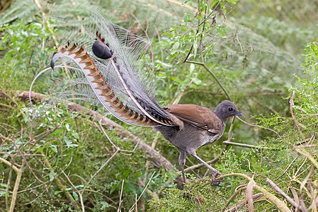 Superb lyrebird, by Fir0002