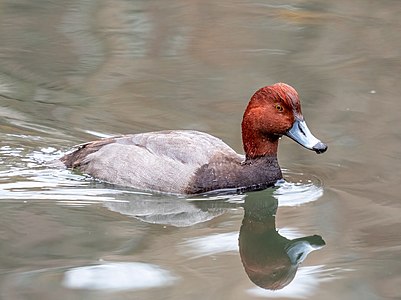 Redhead, by Rhododendrites