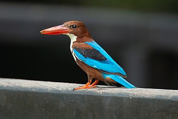 White-throated kingfisher