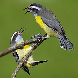 Bananaquits, by lbojarczuk