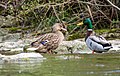 Couple de canard colvert dans le lit du ruisseau.