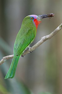 Red-bearded bee-eater, by JJ Harrison