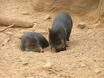 Halsbandpekari's in Burgers Zoo